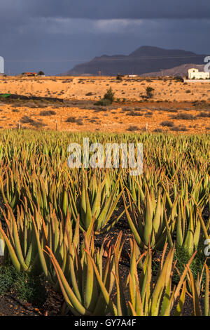 Aloe Vera piantagione in Fuerteventura, Isole Canarie, Spagna Foto Stock