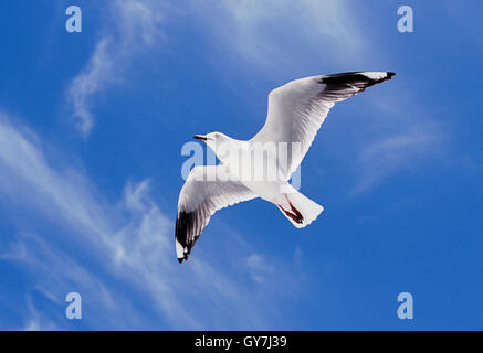 Argento, Gabbiano(larus novaehollandiae) in volo, Byron Bay, Nuovo Galles del Sud, Australia Foto Stock