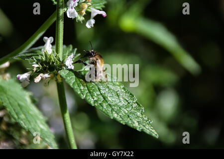 Il miele delle api su erba gatta fiore in tarda estate sun Foto Stock