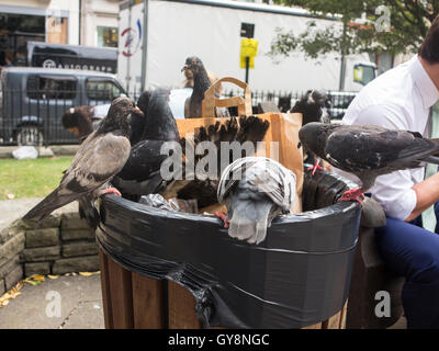 Piccioni alimentando in una Londra spazzatura Foto Stock