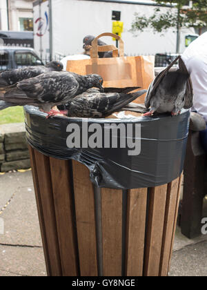 Piccioni alimentando in una Londra spazzatura Foto Stock