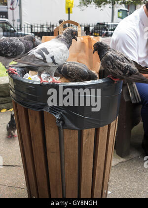 Piccioni alimentando in una Londra spazzatura Foto Stock