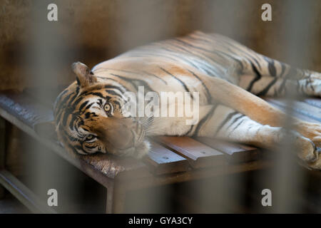 Tiger dietro le sbarre di una gabbia zoo Foto Stock