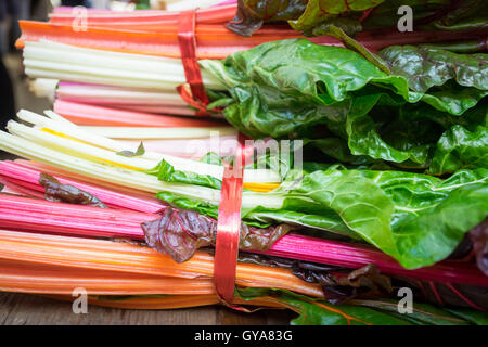 Gli stocchi colorati di bietole (arcobaleno bietole) in vendita presso la città di mercato (104 Street Market) in Edmonton, Alberta, Canada. Foto Stock