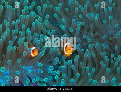 Orange Clownfish peer dal verde fluorescente tentacoli di anemone di host. Puerto Galera, Filippine. Foto Stock