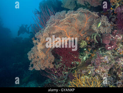 Una sana barriera corallina con seafans incandescente Foto Stock