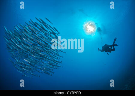 Fotografo subacqueo si avvicina ad una grande scuola di barracuda in acqua blu. Foto Stock
