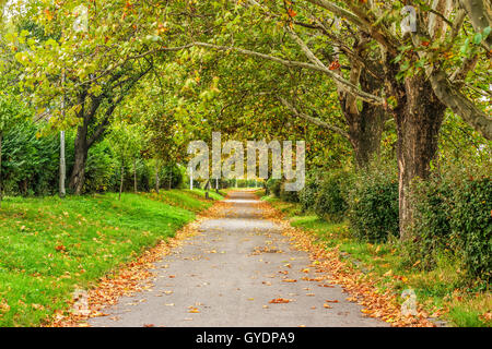 Ampio sentiero con fogliame in ombra di alberi di autunno Foto Stock