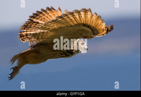 Indian il gufo reale, Bubo bengalensis Foto Stock