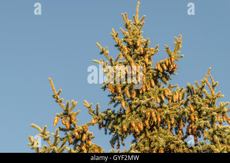 Verde abete sezione superiore con molti coni a lungo sui rami isolati su blu Foto Stock