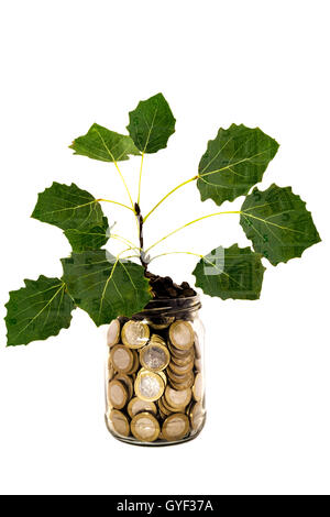 Albero in crescita dal denaro sporco Foto Stock