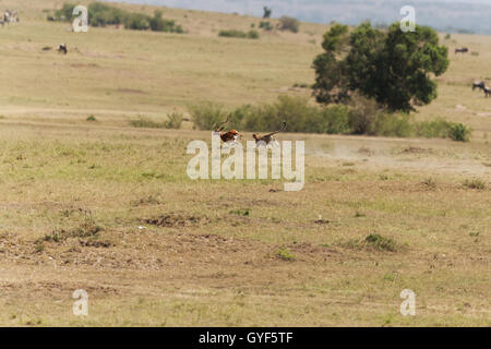 Cheetah nel suo habitat Foto Stock