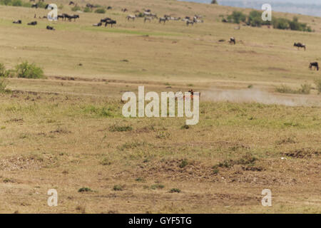 Cheetah nel suo habitat Foto Stock