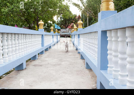 Presso il tempio di buddha soggiorno un cane di strada Foto Stock