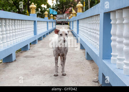 Presso il tempio di buddha soggiorno un cane di strada Foto Stock