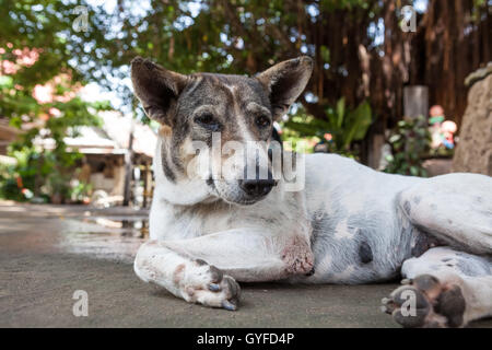 Presso il tempio di buddha soggiorno un cane di strada Foto Stock