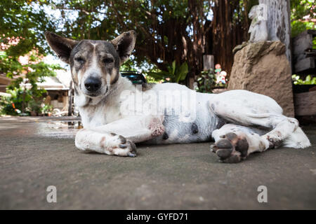 Presso il tempio di buddha soggiorno un cane di strada Foto Stock