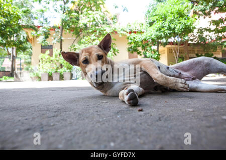 Presso il tempio di buddha soggiorno un cane di strada Foto Stock