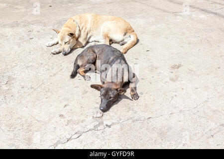 Presso il tempio di buddha soggiorno un cane di strada Foto Stock