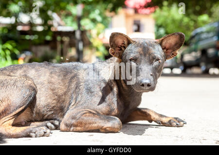 Presso il tempio di buddha soggiorno un cane di strada Foto Stock