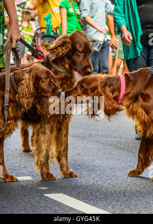 Persone e setter irlandese che partecipano a san Patrizio parade Foto Stock