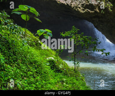 Piccole piante che crescono accanto alla cascata Natural Bridge nel Parco Nazionale di Springbrook nel Queensland, Australia Foto Stock