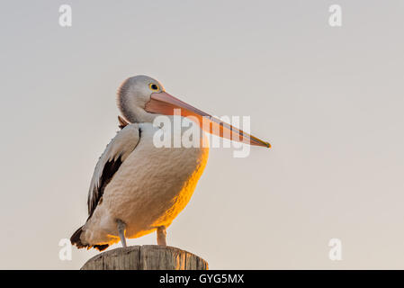 Pellicano australiano (Pelecanus conspicillatus) appollaiate su palo di legno Foto Stock