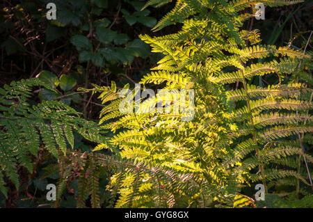 Sera cattura la luce del sole le fronde di una felce. Foto Stock