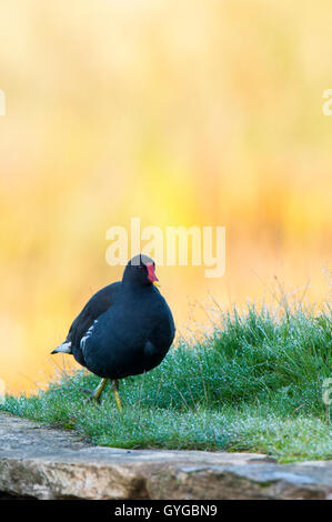 (Moorhen Gallinula chloropus) adulto camminando sulla rugiada-laden erba a RSPB Fairburn Ings, Castleford, West Yorkshire. Ottobre. Foto Stock