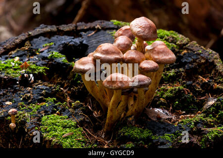 Corpi fruttiferi di mattone ciuffo fungo (Hypholoma lateritium) crescente sui resti di una struttura ad albero abbattuto in Clumber Park, Nottinghams Foto Stock