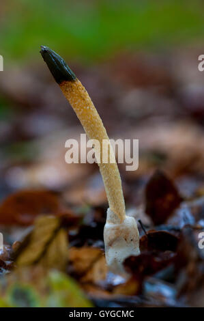 Cane stinkhorn fungo (Mutinus caninus) cresce in figliata di foglia in Clumber Park, Nottinghamshire. Ottobre. Foto Stock