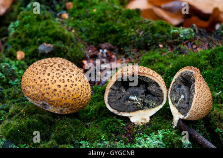 Due corpi fruttiferi di comune earthball fungo (Scleroderma citrinum), un taglio aperto a rivelare le spore al suo interno, crescente su moss Foto Stock