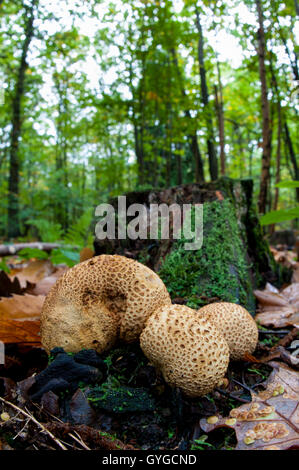 Corpi fruttiferi di comune earthball fungo (Scleroderma citrinum) cresce su moss coperte di legno morto in Clumber Park, Nottinghams Foto Stock