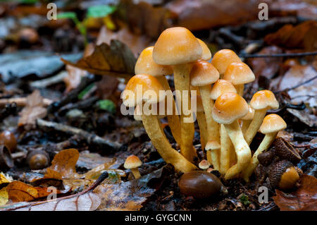 Una piccola truppa di ciuffo di zolfo funghi Hypholoma fasciculare) crescente da morto sepolto in legno di quercia e faggio bosco Clumber P Foto Stock