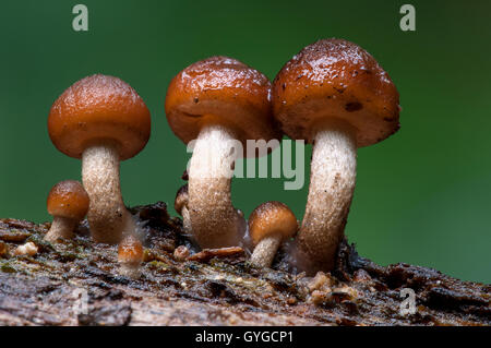 Una piccola truppa di moncone comune brittlestem funghi (Psathyrella piluliformis) cresce dal legno morto in Clumber Park, Nottinghamshi Foto Stock