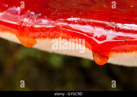 Close-up sulle gocce di "sangue" gocciolando oltre il bordo di una bistecca di manzo fungo (Fistulina hepatica) che cresce su un punto morto caduto tre Foto Stock