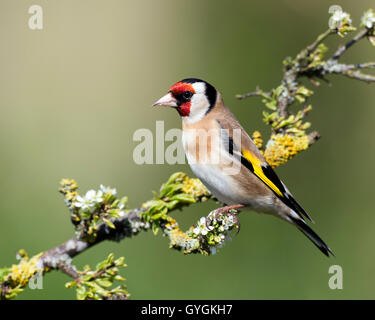 Cardellino (Carduelis carduelis),la molla, Wales, Regno Unito Foto Stock