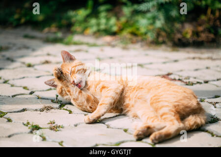 Tranquillo arancione Rosso tabby Cat cucciolo maschio leccare lava stessa Outdoor Foto Stock