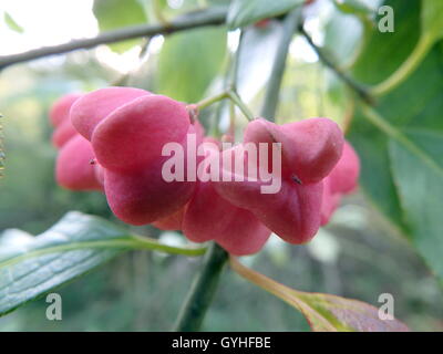 Frutti di un mandrino comune bussola (Euonymus europaeus) Foto Stock