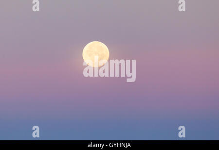 Harvest luna piena impostazione all'alba in un delicato rosa, blu e lilla sky one fine settembre mattina Foto Stock