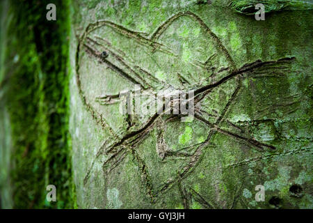 Amore cuore graffiti incisi in una struttura ad albero nella foresta Foto Stock