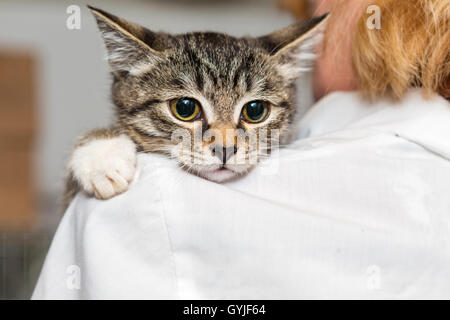 Piccolo, spaventato gattino nelle mani del medico del rifugio per senzatetto animali Foto Stock