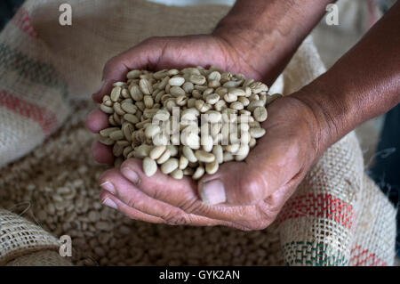 Asciugato i chicchi di caffè pronto per la tostatura a Hacienda San Alberto. Buenavista town, Quindio, Colombia. Caffè colombiano asse crescente Foto Stock