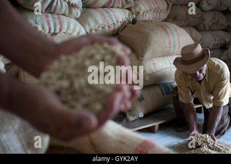 Asciugato i chicchi di caffè pronto per la tostatura a Hacienda San Alberto. Buenavista town, Quindio, Colombia. Caffè colombiano asse crescente Foto Stock