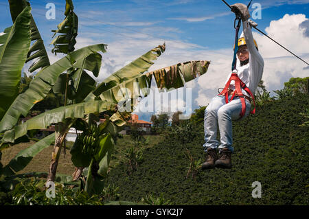 Filo di zip in El Bosque del Saman, Pereira, Quindio Colombia. La linea zipe sono oltre il caffè platations. Caffè colombiano crescere Foto Stock