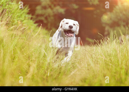 Giovani labrador cucciolo di cane in esecuzione con faccia buffa Foto Stock