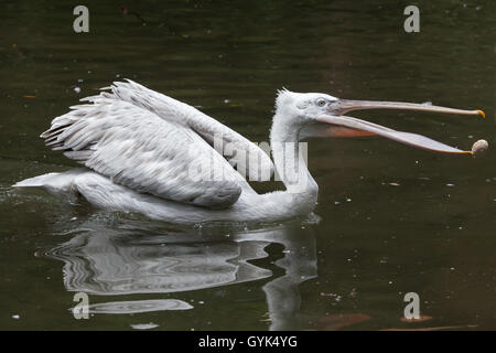 Pellicano dalmata (Pelecanus crispus) pietra di giocoleria presso lo Zoo di Augusta in Baviera, Germania. Foto Stock