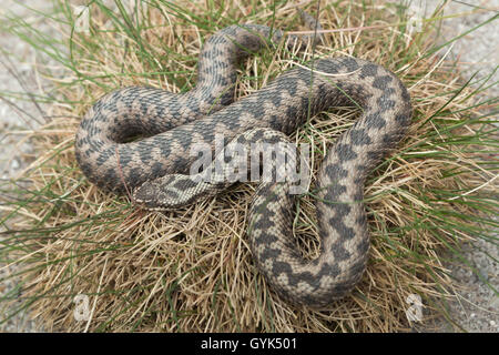 Unione viper (Vipera berus), noto anche come Unione sommatore. La fauna animale. Foto Stock