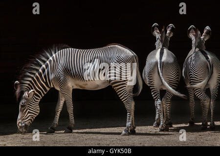 Di Grevy zebra (Equus grevyi), noto anche come la zebra imperiale presso lo Zoo di Augusta in Baviera, Germania. Foto Stock