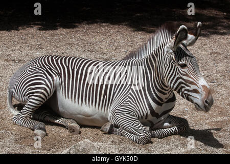 Di Grevy zebra (Equus grevyi), noto anche come la zebra imperiale presso lo Zoo di Augusta in Baviera, Germania. Foto Stock